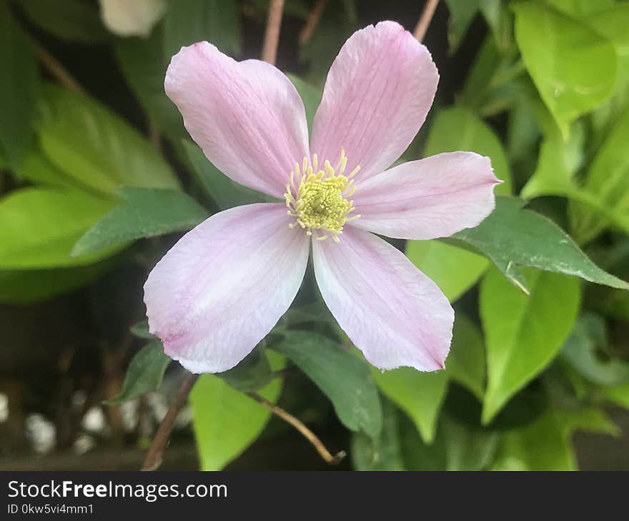 Flower, Plant, Flora, Flowering Plant