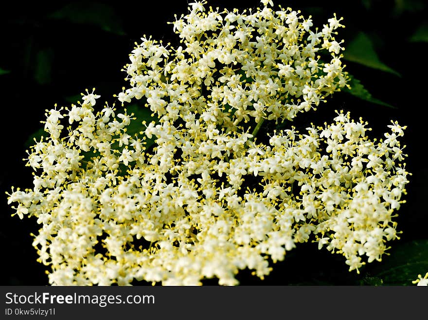 Plant, Flower, Flora, Meadowsweet