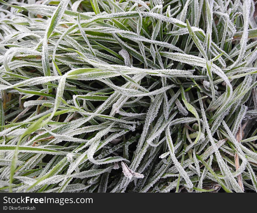 Plant, Grass, Frost