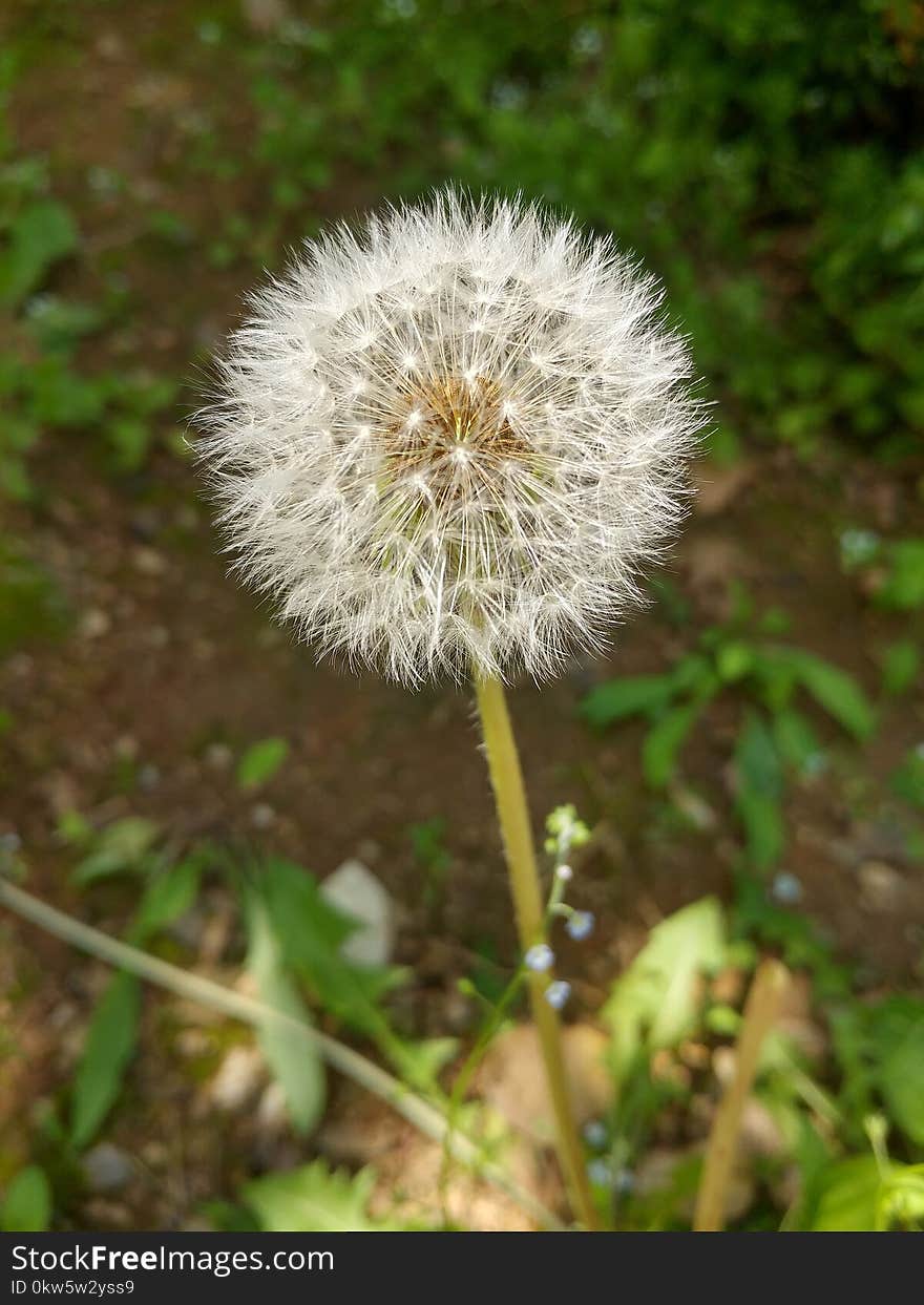 Flower, Dandelion, Plant, Flora