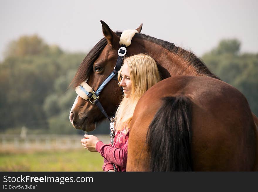 Horse, Halter, Bridle, Rein