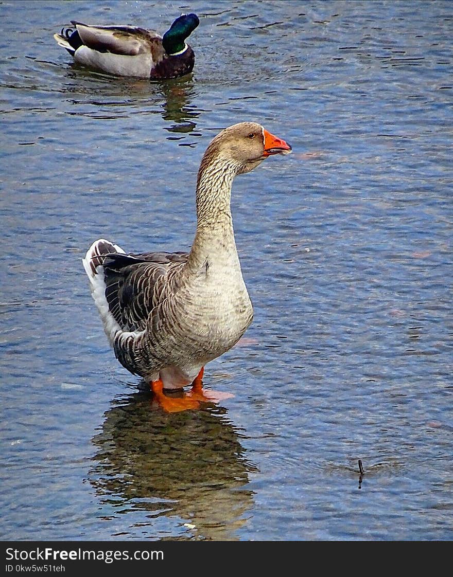 Bird, Water Bird, Water, Duck