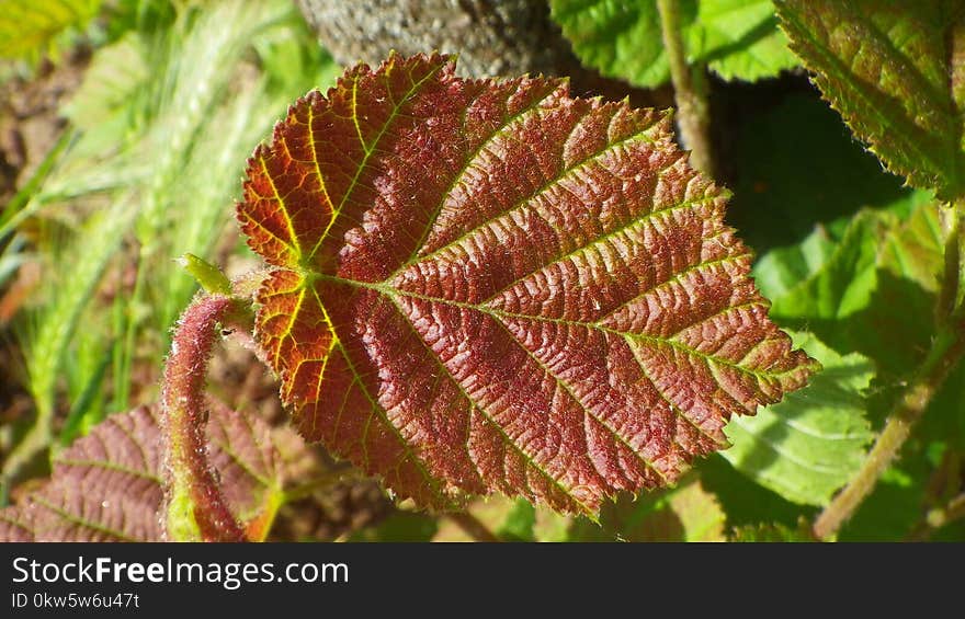 Leaf, Vegetation, Plant, Deciduous