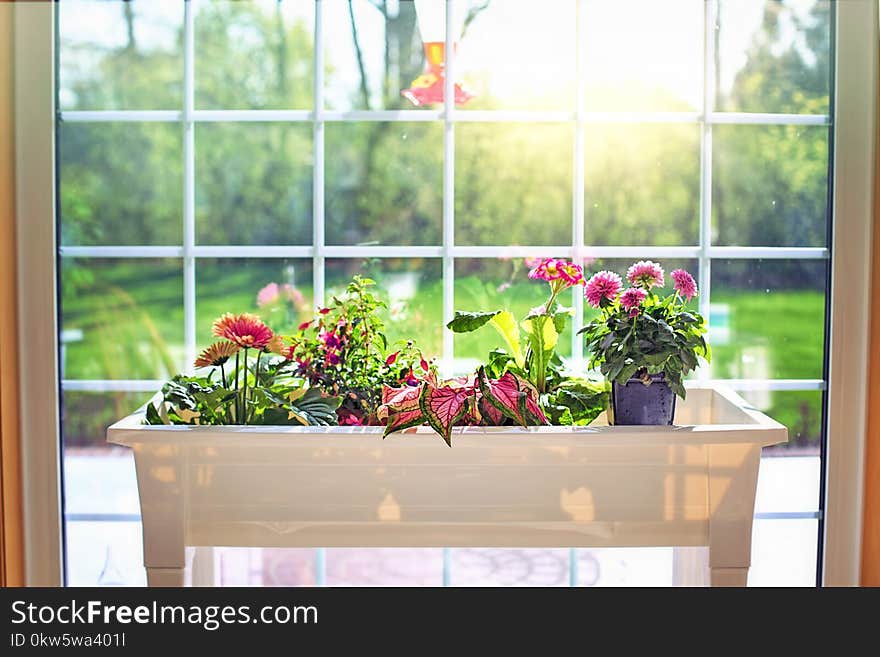 Flower, Plant, Window, Floristry