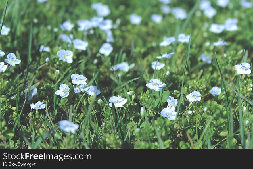 Flower, Flora, Plant, Grass