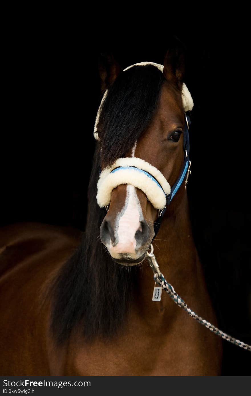 Horse, Bridle, Halter, Horse Tack