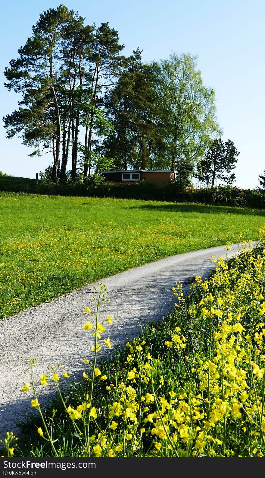 Field, Yellow, Tree, Vegetation