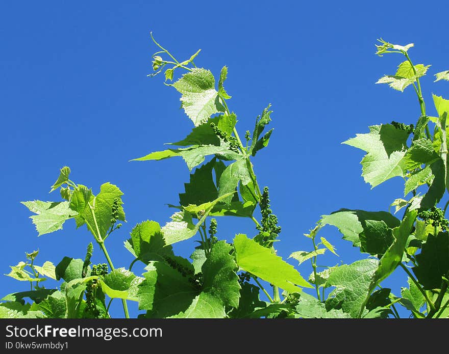 Sky, Grapevine Family, Leaf, Flora