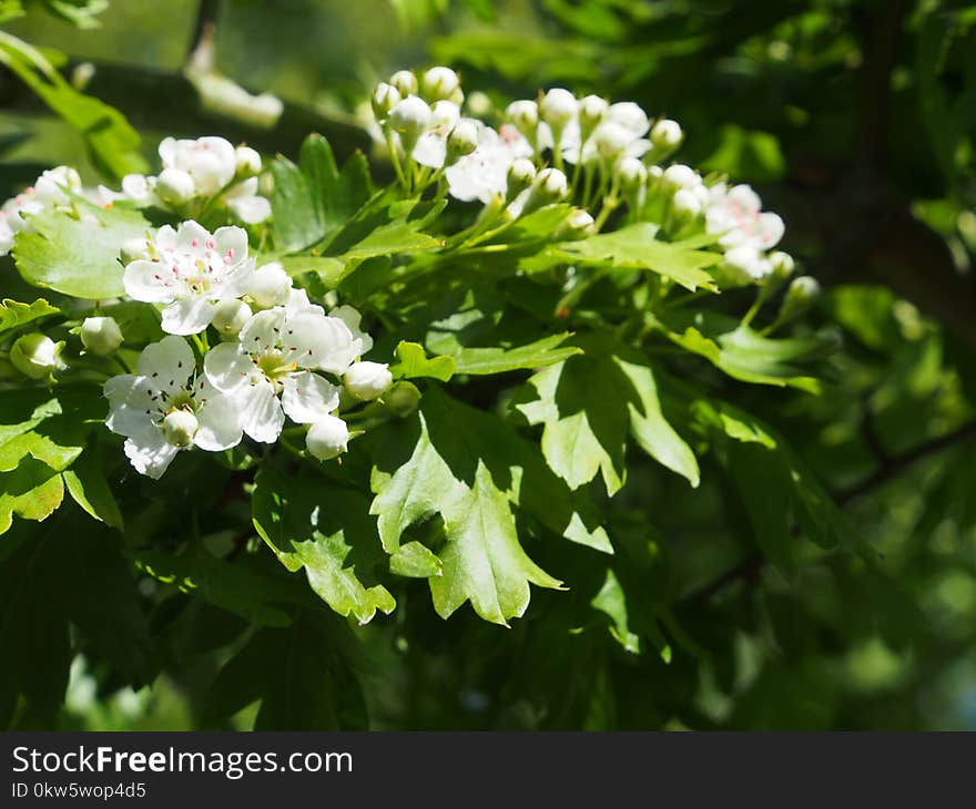 Flower, Plant, Hawthorn, Subshrub