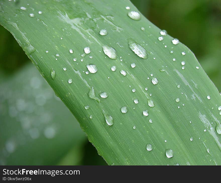 Water, Green, Leaf, Dew