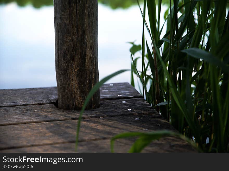 Green, Tree, Plant, Grass