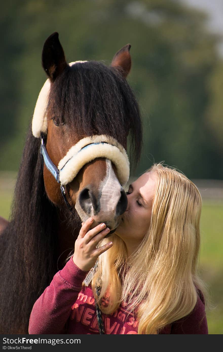 Horse, Bridle, Horse Like Mammal, Horse Tack