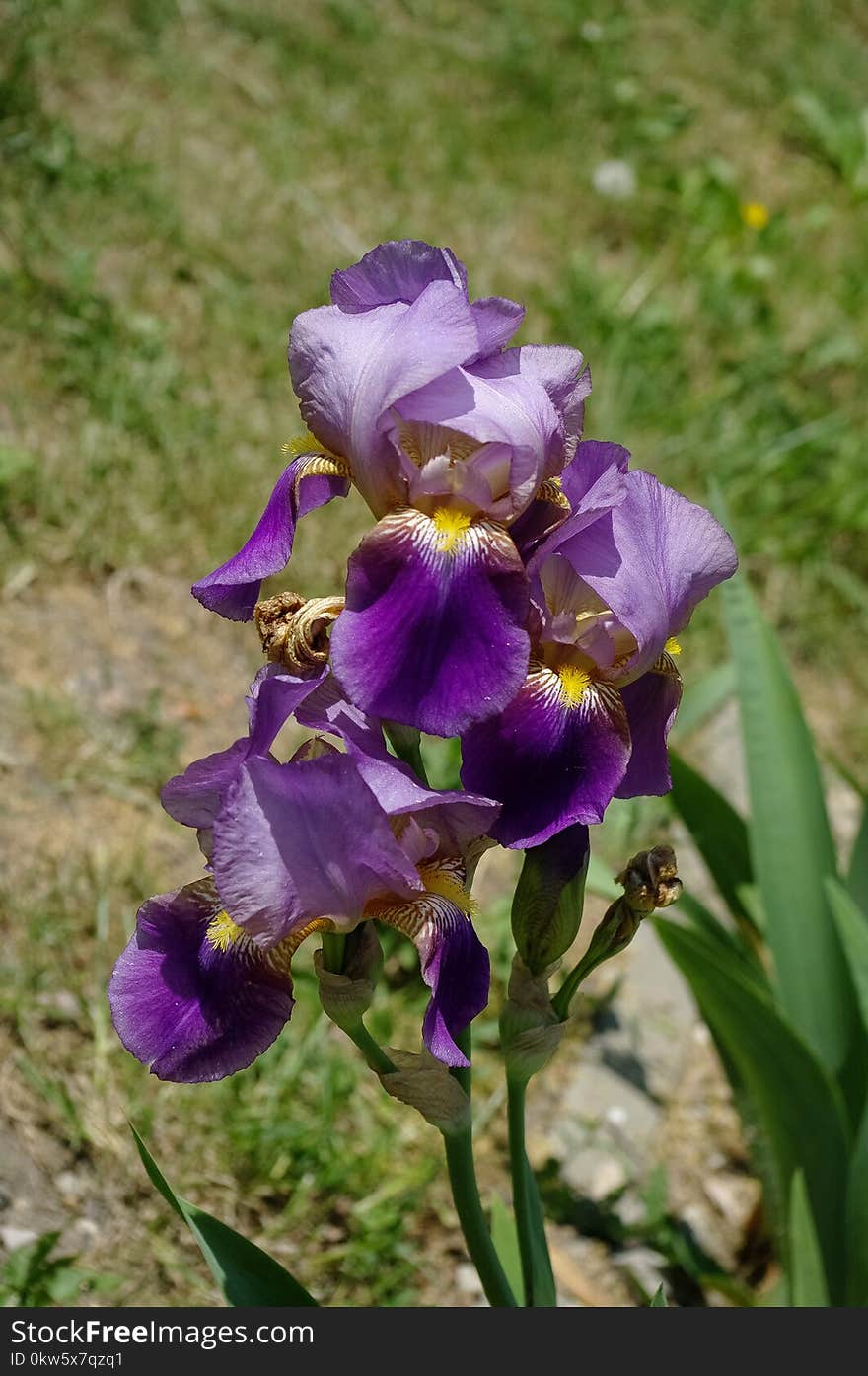 Flower, Plant, Flowering Plant, Purple