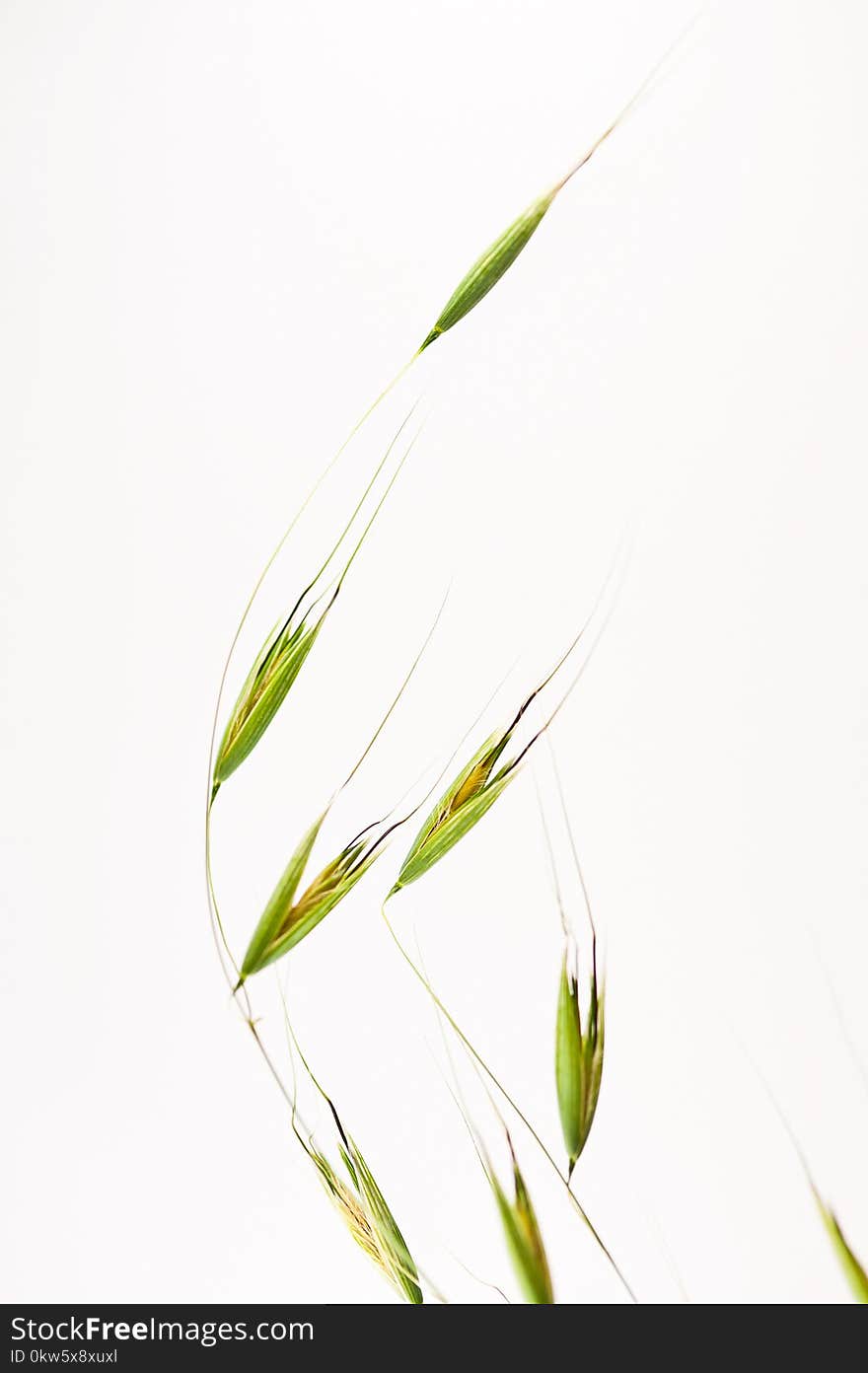 Plant, Leaf, Close Up, Grass