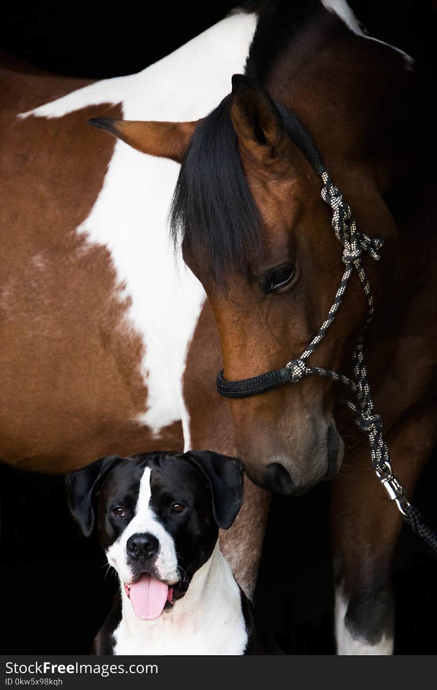 Horse, Horse Tack, Bridle, Halter