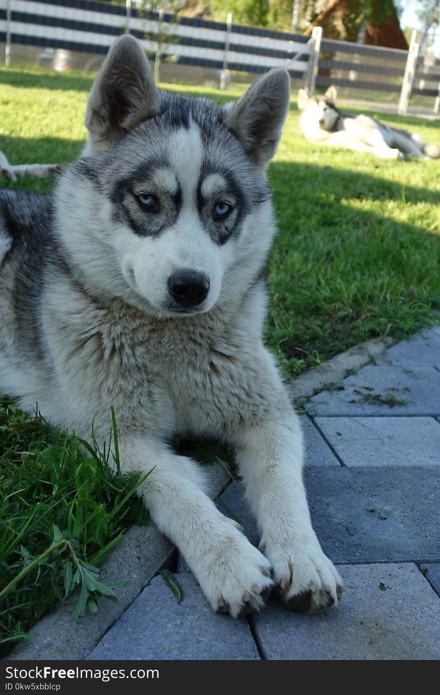 Dog Like Mammal, Dog, Siberian Husky, Dog Breed