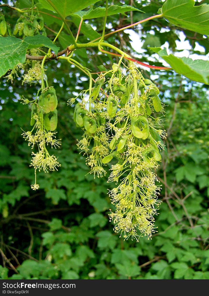 Plant, Flora, Tree, Humulus Lupulus