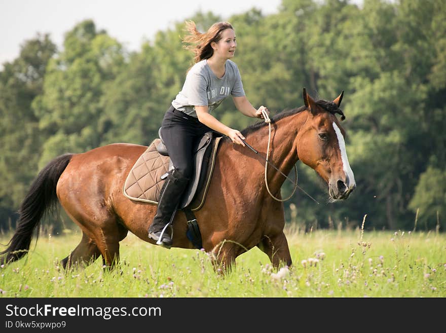 Horse, Rein, Bridle, Trail Riding