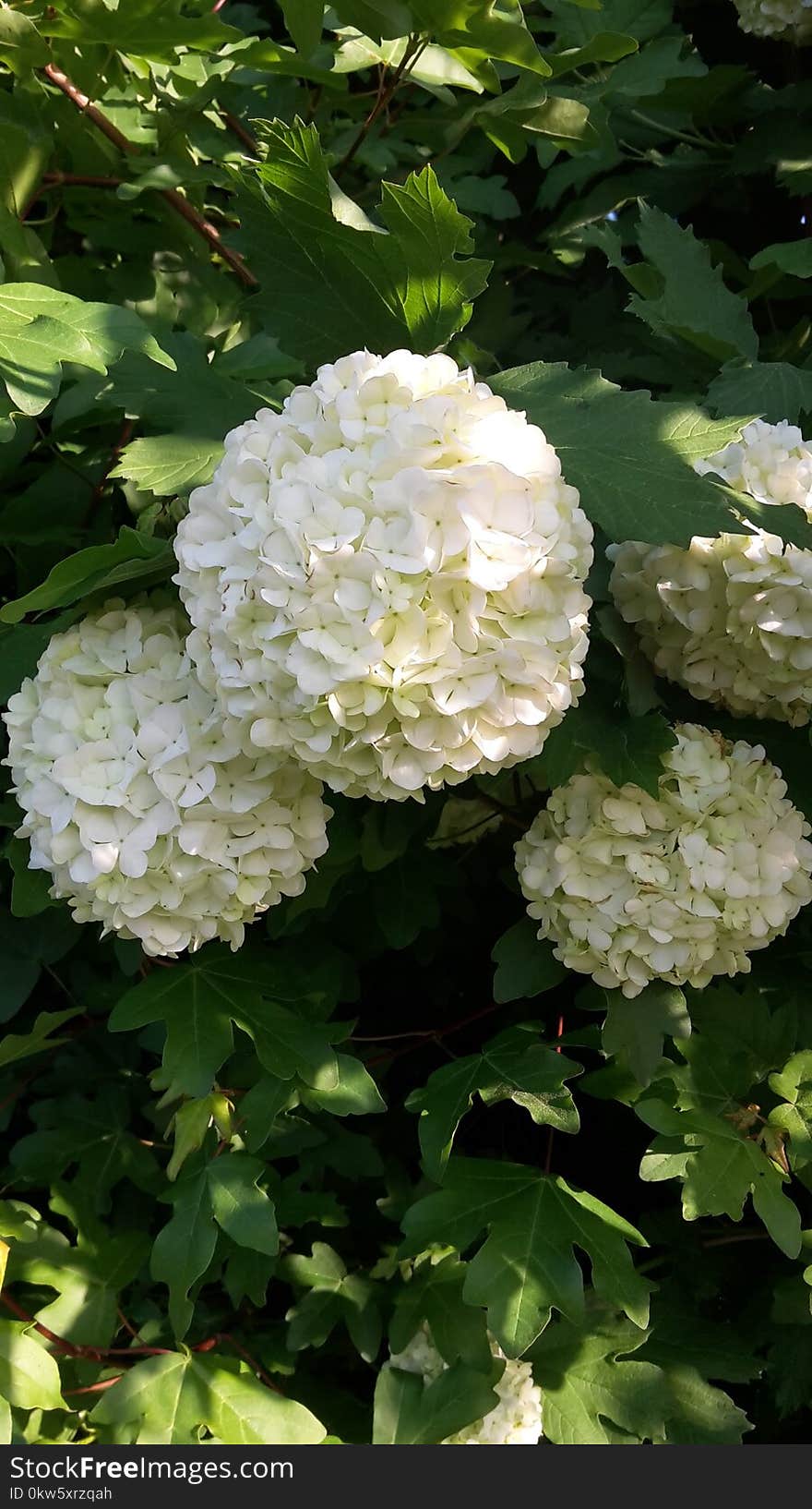 Flower, Plant, Flowering Plant, Viburnum