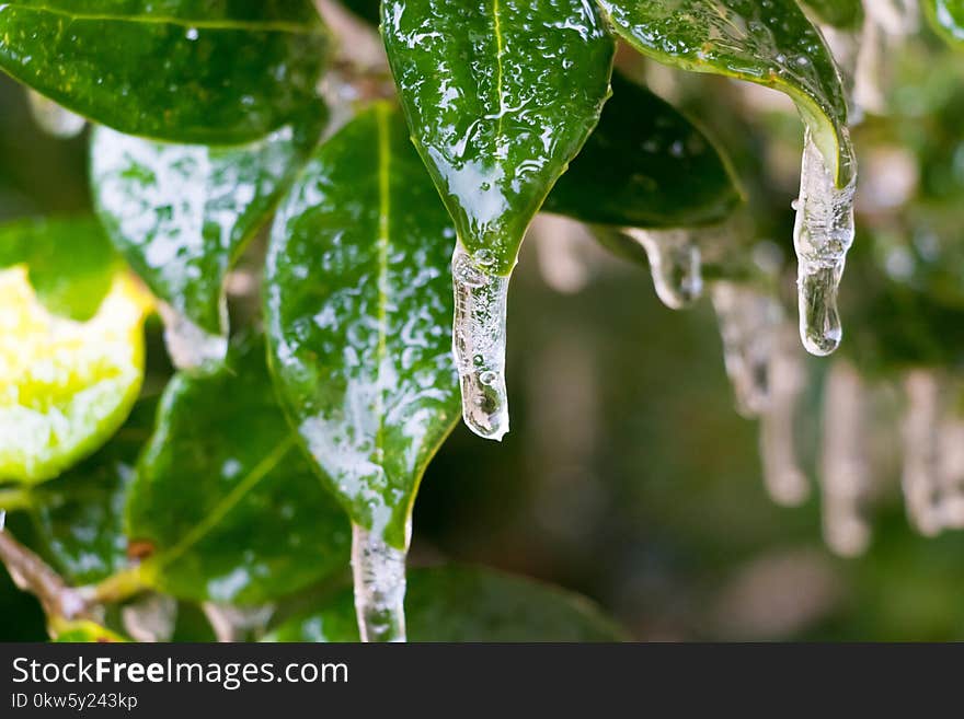 Water, Drop, Leaf, Close Up