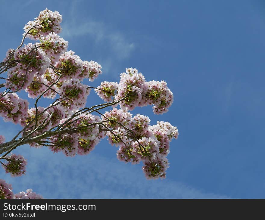 Sky, Tree, Blossom, Flora