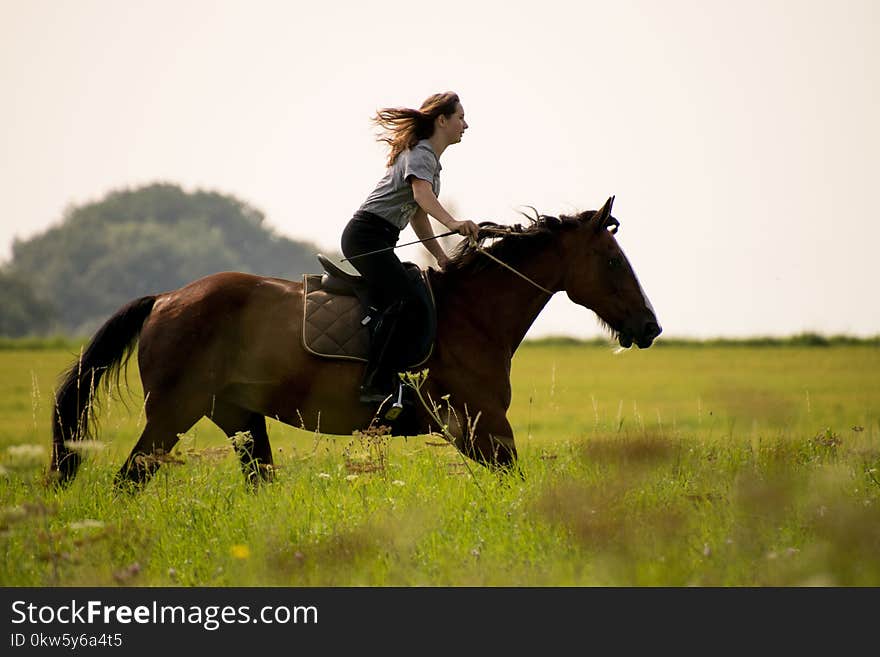 Horse, Bridle, Rein, Ecosystem