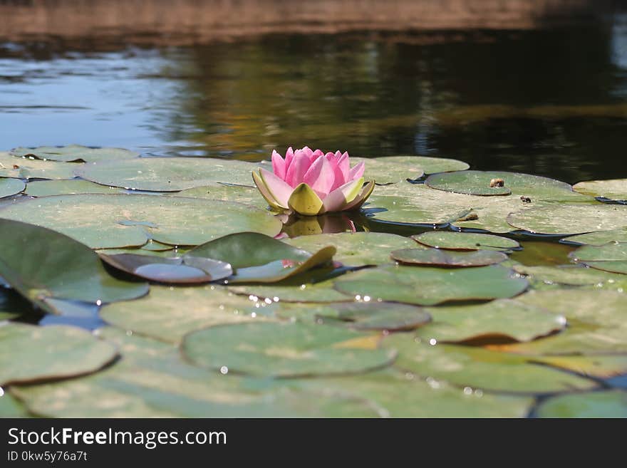 Flower, Water, Plant, Reflection