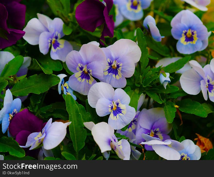 Flower, Blue, Plant, Flowering Plant