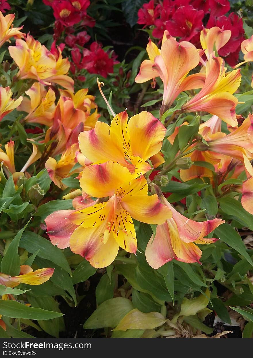 Flower, Plant, Peruvian Lily, Flowering Plant