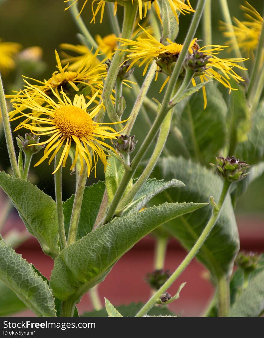 Flower, Plant, Flora, Sow Thistles