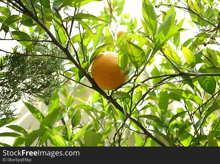 Citrus, Fruit Tree, Plant, Fruit