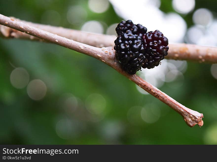 Mulberry, Fruit Tree, Red Mulberry, Berry