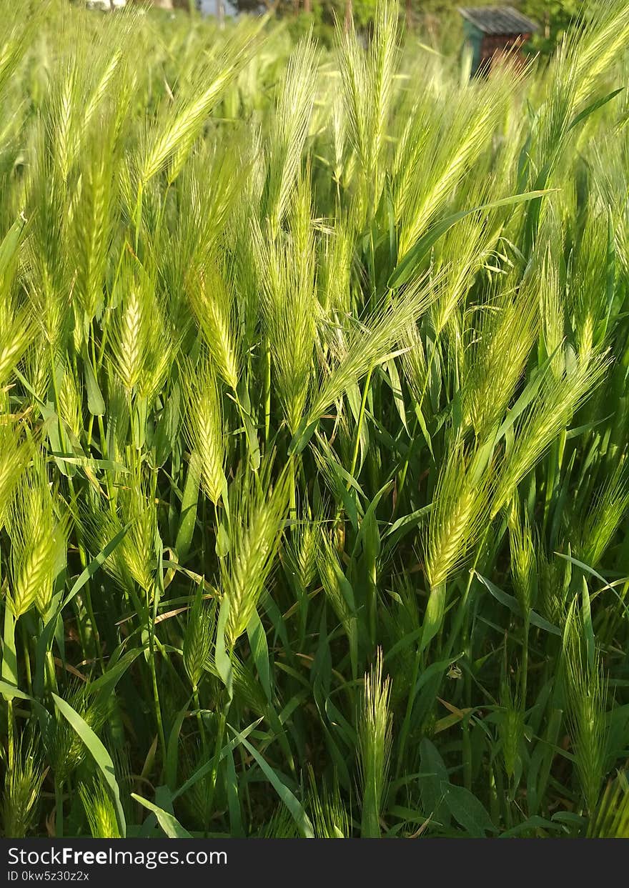 Triticale, Food Grain, Barley, Grass