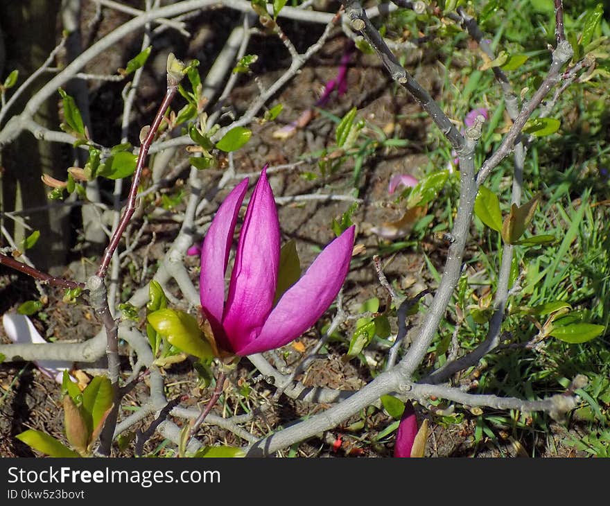 Plant, Flower, Flora, Vegetation