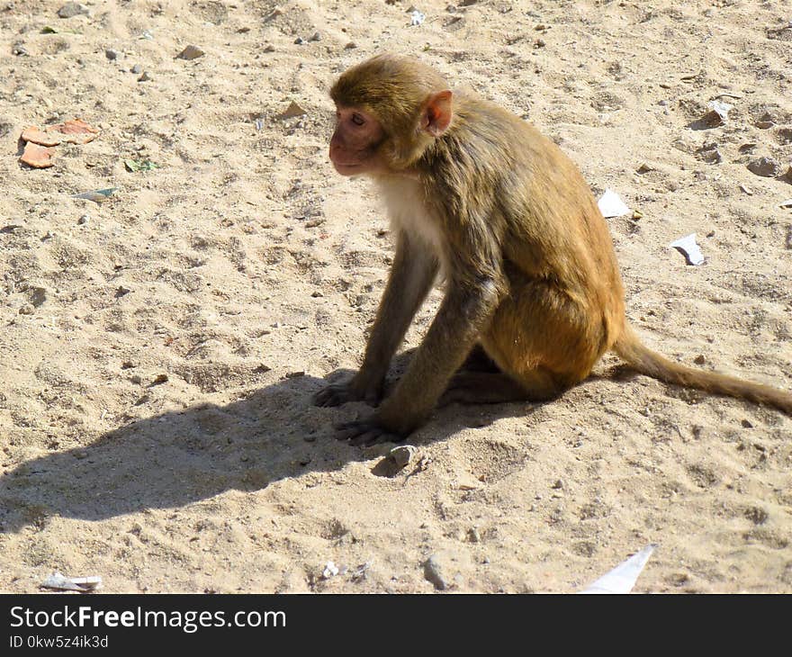 Macaque, Mammal, Fauna, Primate