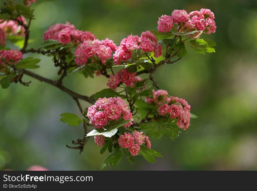 Flower, Plant, Hawthorn, Branch