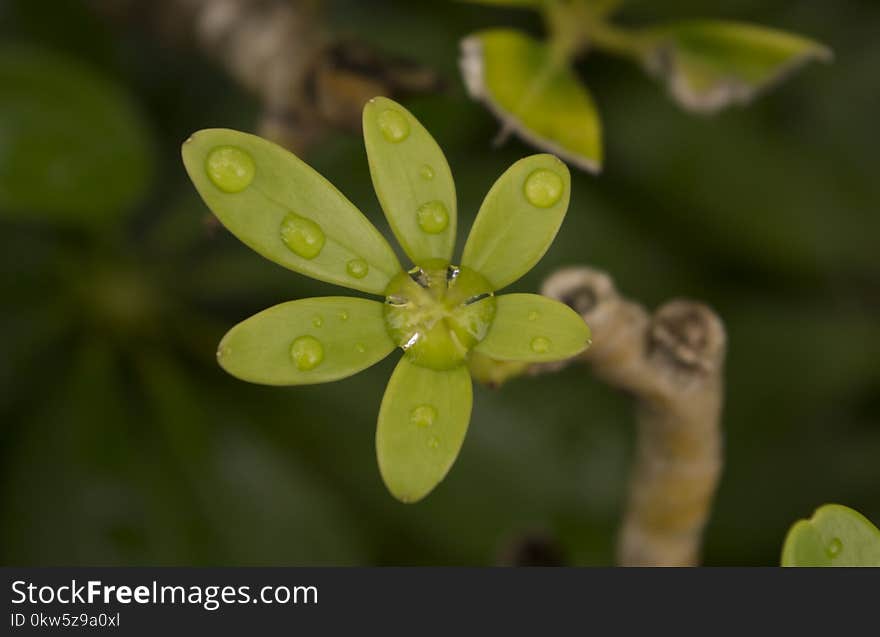 Flora, Leaf, Macro Photography, Organism