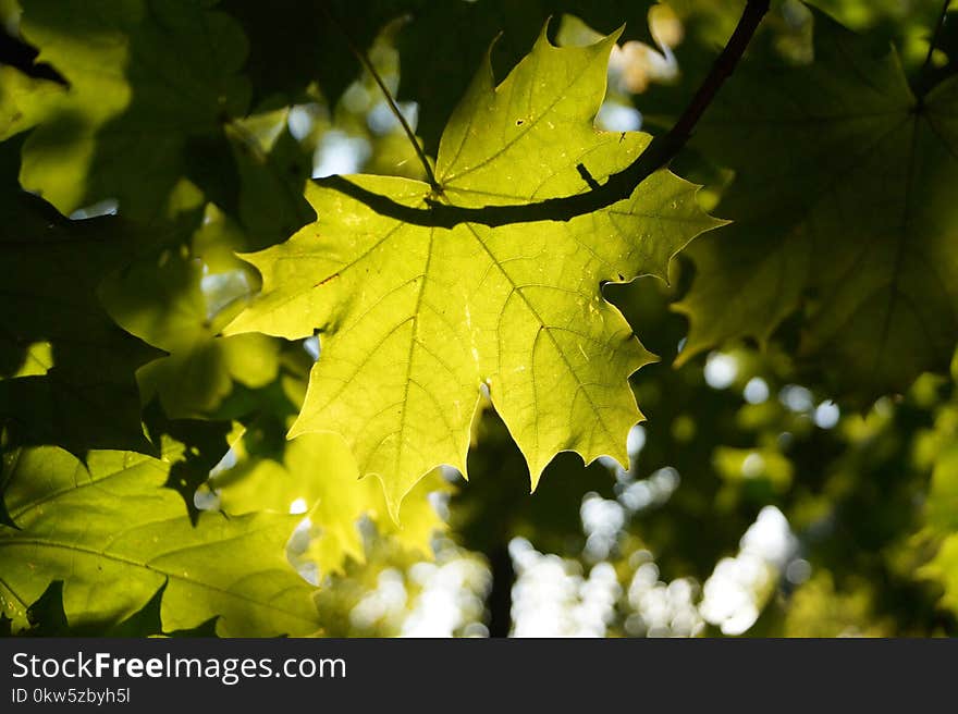 Leaf, Maple Leaf, Autumn, Tree