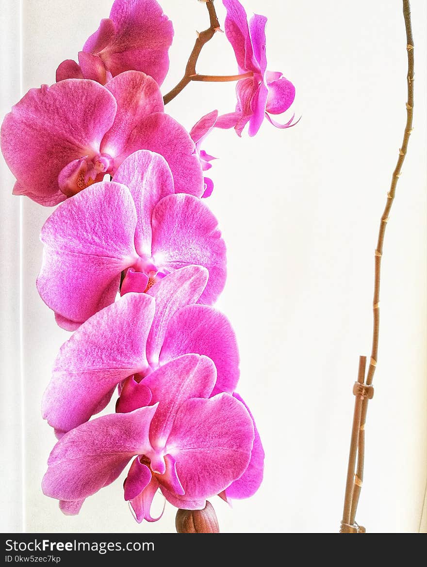 Flower, Pink, Flowering Plant, Purple