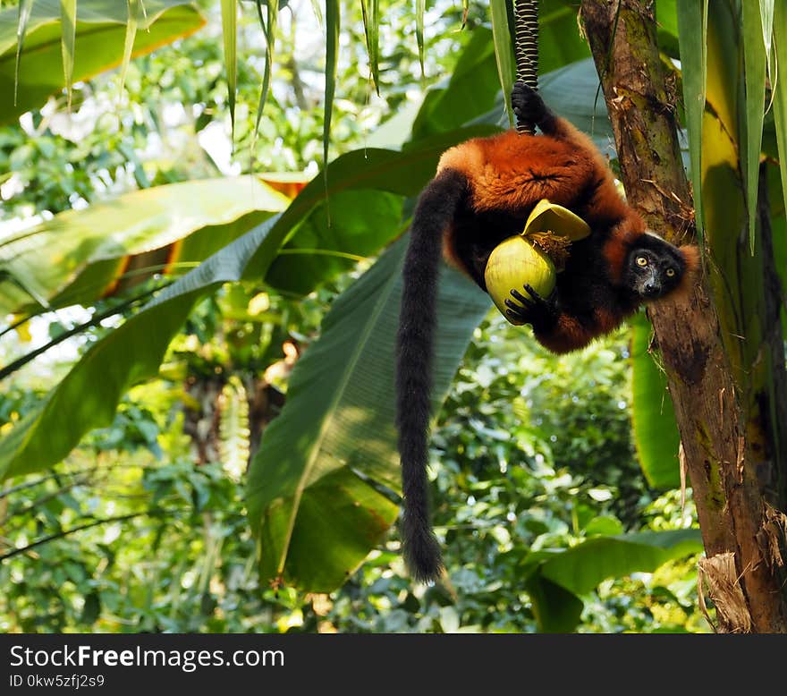 Mammal, New World Monkey, Fauna, Jungle