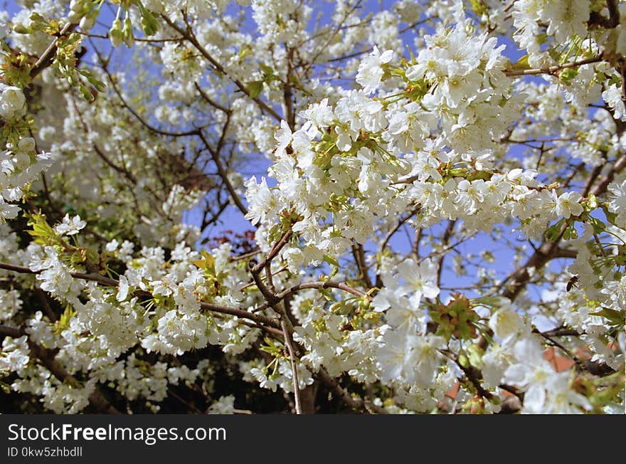 Blossom, Spring, Branch, Tree