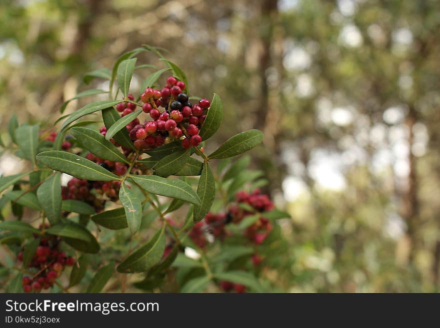 Berry, Plant, Pistacia Lentiscus, Buffaloberries