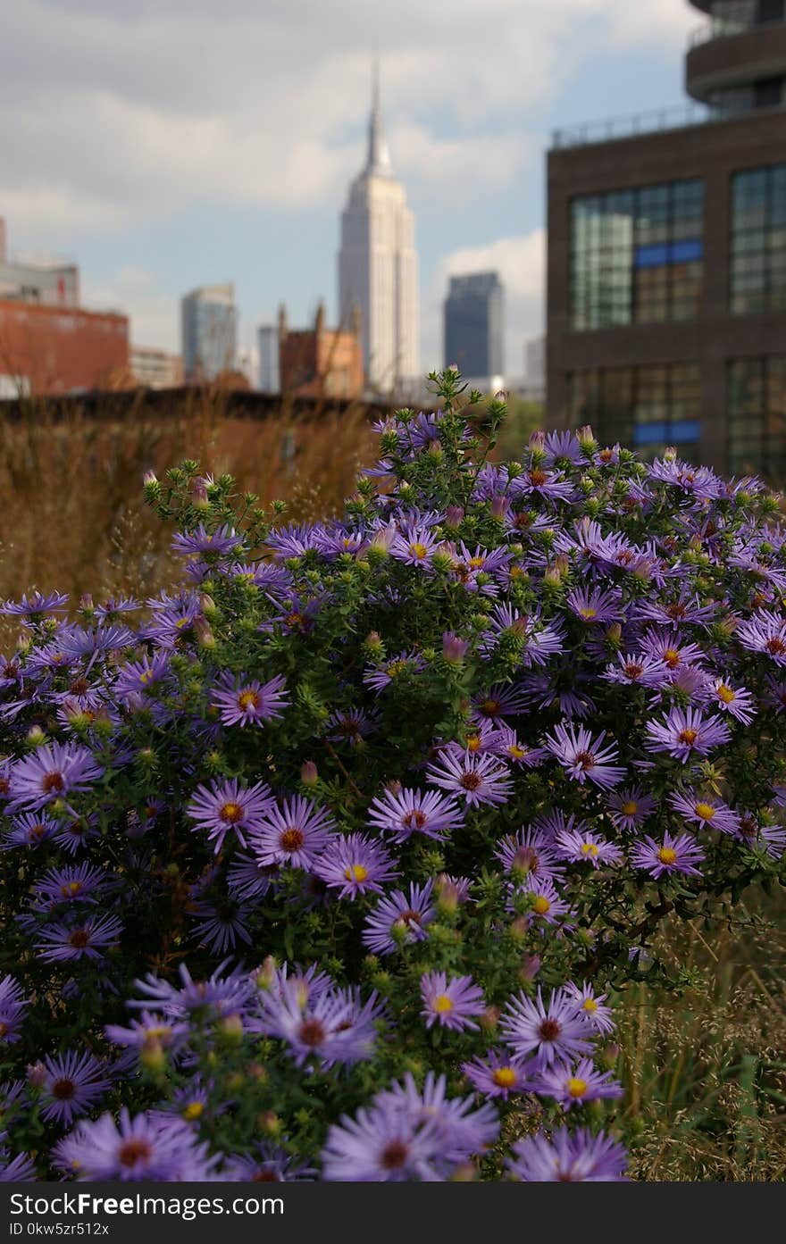 Flower, Plant, Purple, Flora