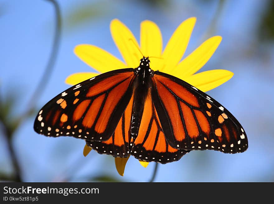 Butterfly, Moths And Butterflies, Monarch Butterfly, Insect