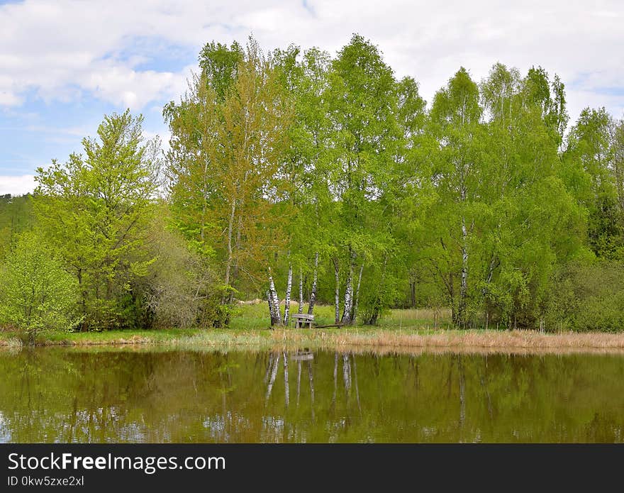 Tree, Water, Reflection, Nature