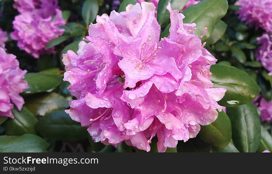 Flower, Plant, Pink, Flowering Plant