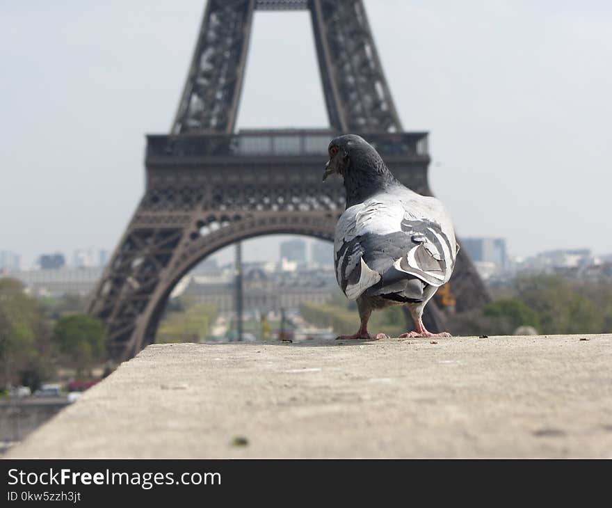 Bird, Pigeons And Doves, Sky, Monument