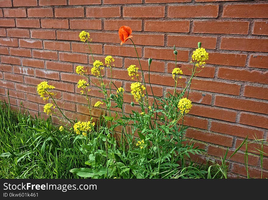 Flower, Yellow, Plant, Flora