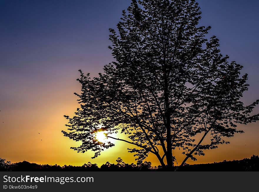 Sky, Tree, Nature, Woody Plant