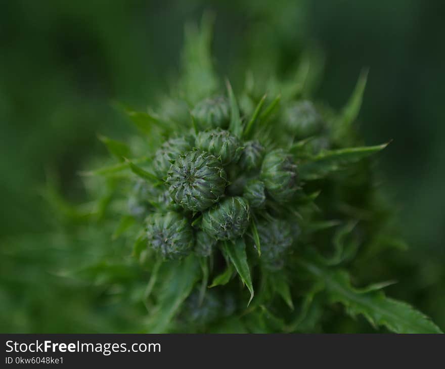 Vegetation, Flora, Close Up, Flower